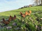 Sebright kippen gesekst, geringd en ingeënt Goudzwartgezoomd, Dieren en Toebehoren, Pluimvee, Vrouwelijk, Kip