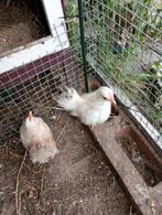 Zijdeveer serama s, Dieren en Toebehoren, Pluimvee, Meerdere dieren, Kip