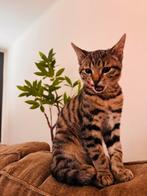 Kitten, Dieren en Toebehoren, Katten en Kittens | Overige Katten, Kater, 0 tot 2 jaar