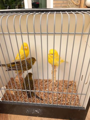 Mooie Kanaries  evt met vogelkooi  beschikbaar voor biedingen