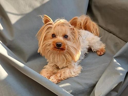 Biewer en Yorkshire terriër dekreu golddust mini, Dieren en Toebehoren, Honden | Dekreuen, Reu, Particulier, Meerdere, Nederland
