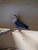 Mooi violet collie man, Dieren en Toebehoren, Vogels | Parkieten en Papegaaien, Mannelijk, Dwergpapegaai of Agapornis, Geringd