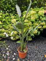 Streletzia Reginae - Paradijsvogelbloem te koop!, Overige soorten, Volle zon, Vaste plant, Ophalen of Verzenden