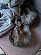 Lieve prachtige kittens, Meerdere dieren, Ontwormd