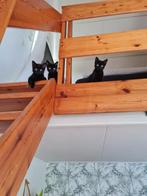 Kittens, Dieren en Toebehoren, Katten en Kittens | Overige Katten, Meerdere dieren, Kortharig, 0 tot 2 jaar