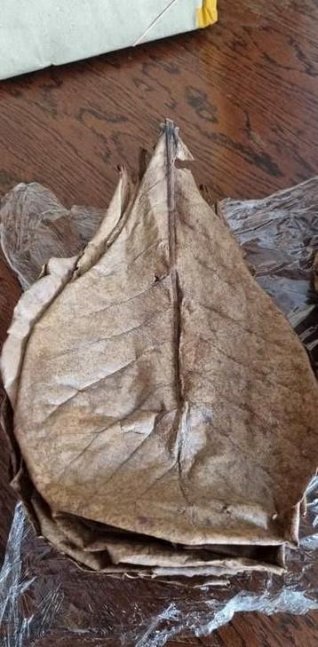 Ketapang(Catappablad)aquarium/vissen/slakken/garnalen beschikbaar voor biedingen