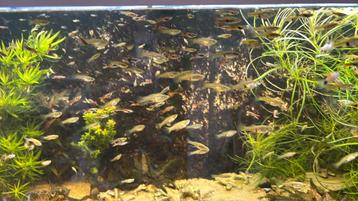 Endler gup mix guppy gup guppen 50 voor 20 euro beschikbaar voor biedingen