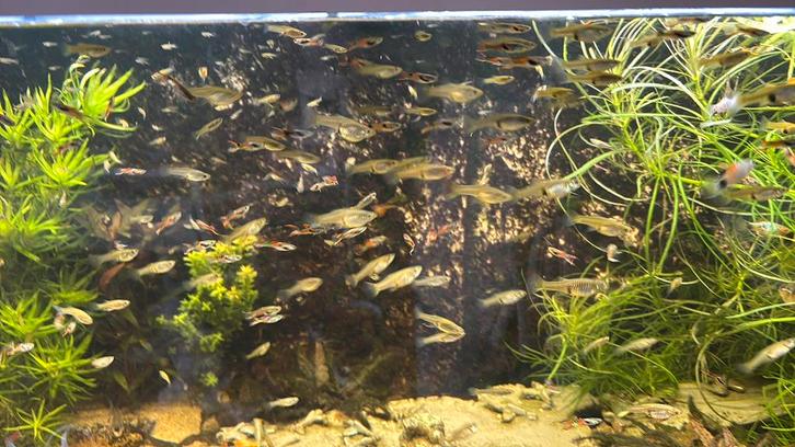 Endler gup mix guppy gup guppen 50 voor 20 euro, Dieren en Toebehoren, Vissen | Aquariumvissen, Vis