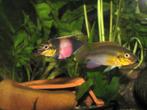 Pelvicachromis subocellatus matadi, Dieren en Toebehoren, Vissen | Aquariumvissen, Vis