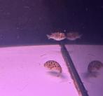 Tetraodron nigrovirids kogelvis, Vis, Zoetwatervis