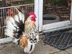 SERAMA KIP TE KOOP, Dieren en Toebehoren, Pluimvee, Meerdere dieren, Kip