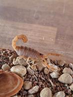 Parabuthus mossambicensis vrouw i5, Spin of Schorpioen