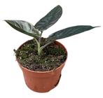 Alocasia Black Magic | Potmaat 10,5, Overige soorten, In pot, Minder dan 100 cm, Groene kamerplant