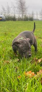 Prachtige pitbull pups - mogen nest verlaten !, Overige rassen, 8 tot 15 weken, Meerdere, Meerdere dieren