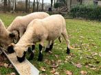 Walliser Schwarznase jonge ooien en ram, Dieren en Toebehoren, Schapen, Geiten en Varkens, Meerdere dieren, Schaap, 0 tot 2 jaar