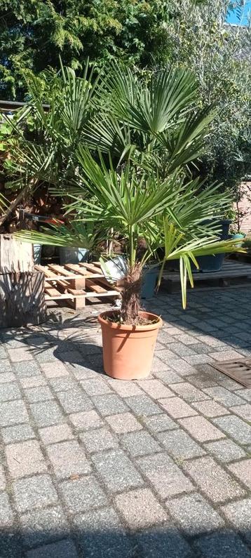 Trachycarpus Fortunei Palm - Winterhard! beschikbaar voor biedingen