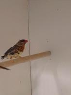 1-1 Tijgervinken, Dieren en Toebehoren, Vogels | Overige Vogels, Meerdere dieren, Tropenvogel, Geringd