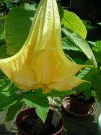 brugmansia stekken geworteld ROSE GEEL of GRAND MARNIER, Tuin en Terras, Planten | Tuinplanten, Halfschaduw, Zomer, Ophalen of Verzenden