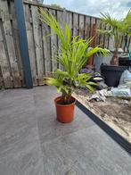 palmbomen winterhard (-18) trachycarpus fortunei, Volle zon, Vaste plant, Bloeit niet, Ophalen