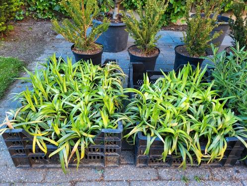 42 stuks Liriope Muscari Monroe White met 25% korting, Tuin en Terras, Planten | Tuinplanten, Volle zon, Zomer, Ophalen