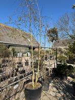 Meerstammige witte berk 350-400 cm(Betula utilis'), Tuin en Terras, Planten | Bomen, Ophalen, Zomer, Volle zon, Overige soorten
