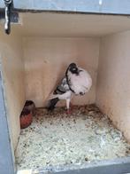 6 jonge Norwichers, Dieren en Toebehoren, Vogels | Duiven