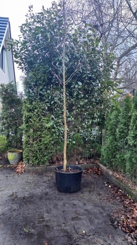 Magnolia Susan - Prachtige Sierboom, Ophalen, Lente, Volle zon, Overige soorten