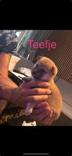 Nog 1 shiba inu pups teefje beschikbaar, Overige rassen, 8 tot 15 weken, Teef, Meerdere