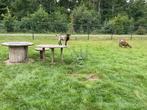 Dwerggeit bokje, Dieren en Toebehoren, Schapen, Geiten en Varkens, Mannelijk, Geit