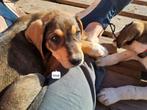 Imre, een lief pupje, Dieren en Toebehoren, Honden | Niet-rashonden, Particulier, Rabiës (hondsdolheid), Reu, 8 tot 15 weken