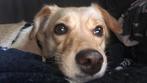 Hondje Laika zoekt nieuw baasje, Dieren en Toebehoren, Honden | Chihuahua's en Gezelschapshonden, Overige rassen, Teef, Eén hond