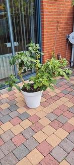 madam jeanette, rode en gele paprika plant in 1 pot, Volle zon, Vaste plant, Zomer, Ophalen