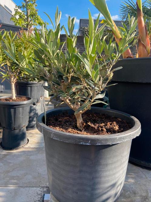 2 schattige bonsai olijfboompjes in pot aangeboden!!, Tuin en Terras, Planten | Bomen, Olijfboom, Minder dan 100 cm, Volle zon