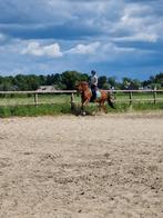 Goud eerlijke vos Merrie, Merrie, Dressuurpaard