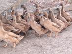Legeenden campbell, Dieren en Toebehoren, Pluimvee, Vrouwelijk, Eend