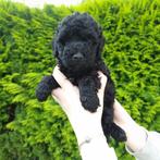 Multigen Labradoodle reu beschikbaar, Dieren en Toebehoren, Overige rassen, CDV (hondenziekte), 8 tot 15 weken, Meerdere