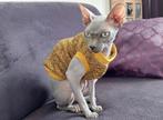 Trui  kattenkleding Sphynx Rex kat kitten poes Handmade, Ophalen of Verzenden, Nieuw