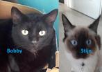 Lieve katten te herplaatsen – Bobby & Stijn, Dieren en Toebehoren, Katten en Kittens | Raskatten | Korthaar, Kater, Ontwormd, 0 tot 2 jaar