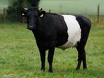 Mooie lakenvelder koeien!! en Dexter koeien!!, Dieren en Toebehoren, Vrouwelijk