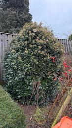 Sneeuwbal struik (2 stuks), Ophalen, Overige soorten, Struik, 100 tot 250 cm