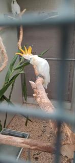 Kaketoe 1-1 oranjekuif, Dieren en Toebehoren, Vogels | Parkieten en Papegaaien, Meerdere dieren, Papegaai, Geringd