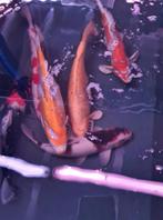 Import HQ Handpick koi - ca 50 cm - Koidream Valburg, Karper of Koi