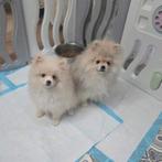Pomeriaan pups/ pomeriaan puppy 100% bearface, Particulier, Keeshond, 8 tot 15 weken, Buitenland