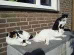 Oppas aangeboden voor katten bij U aan huis in Veldhoven, Diensten en Vakmensen, Dieren | Katten | Verzorging, Oppas en Les, Particuliere oppas