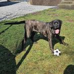 Cane Corso 8 maanden, Dieren en Toebehoren, Honden | Bulldogs, Pinschers en Molossers, Rabiës (hondsdolheid), Particulier, Buitenland