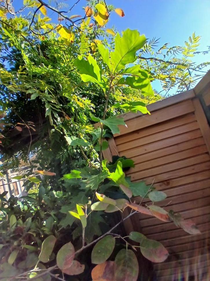 2x gratis boompje: 1 jonge eik en 1 hulst(je), Tuin en Terras, Planten | Bomen, Overige soorten, Minder dan 100 cm, Halfschaduw