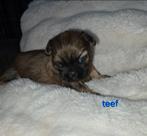 Mooie shih tzu pups, Dieren en Toebehoren, Honden | Chihuahua's en Gezelschapshonden, Overige rassen, 8 tot 15 weken, Meerdere