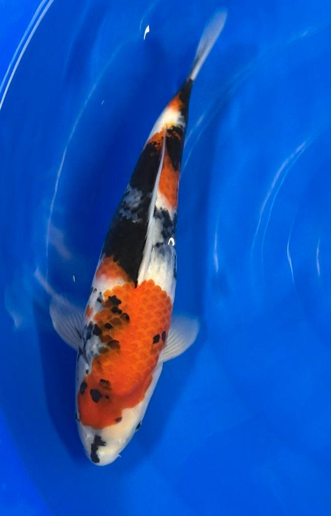 Showa met Certificaat, Dieren en Toebehoren, Vissen | Vijvervissen, Karper of Koi