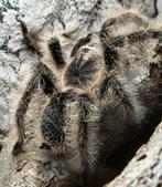 0.1 Tliltocatl albopilosus Nicaragua + Exo Terra, Dieren en Toebehoren, Insecten en Spinnen, Spin of Schorpioen