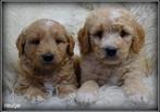 Labradoodle pups, Nederland, Overige rassen, 8 tot 15 weken, CDV (hondenziekte)